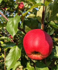 Carluke Orchards