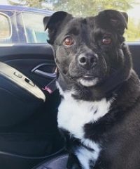 The Fisher’s Dog