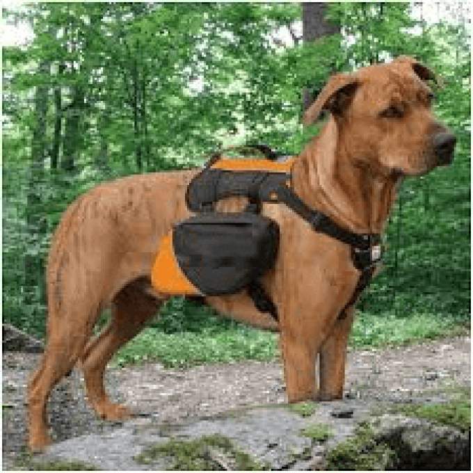 Backwoods Dog