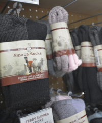 Alpaca Time
