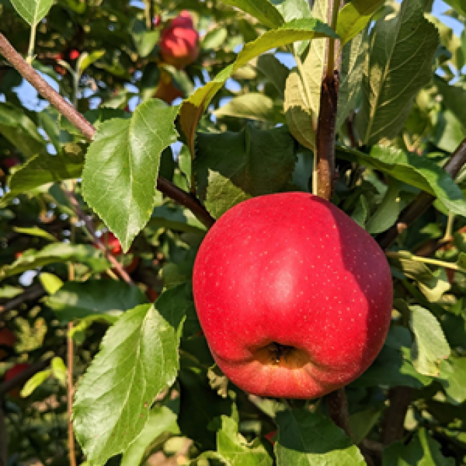 Carluke Orchards