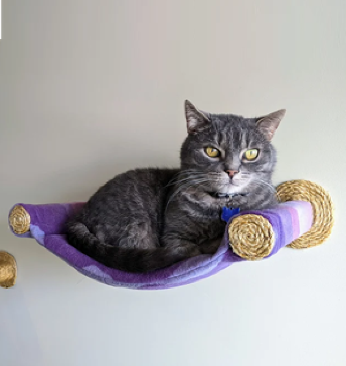 PurrfectCatBird