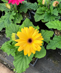 Avon Valley Floral