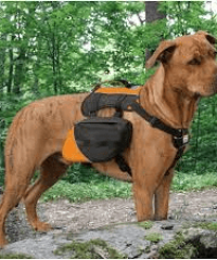 Backwoods Dog