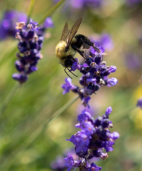 Bluewater Lavender Farm