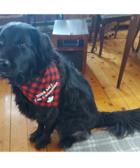 Callies Place Pet Boutique