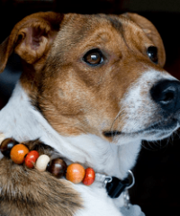 Furrybeads Collars